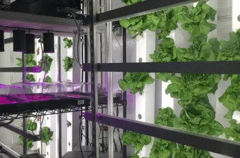 Hydroponic plants