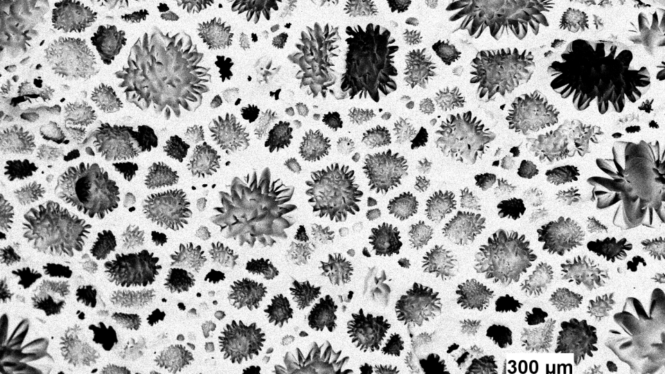 Nanoscale image of foam in bloom